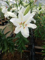 [4250 Serena Madonna No01.JPG]